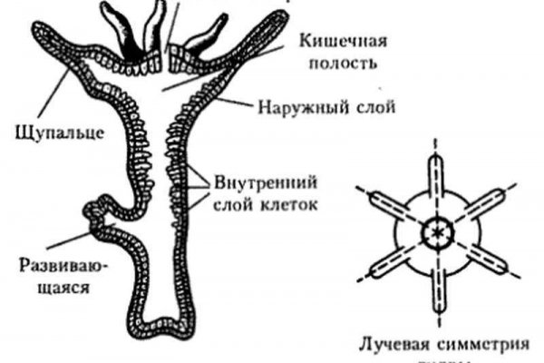 Блекспрут работает сейчас